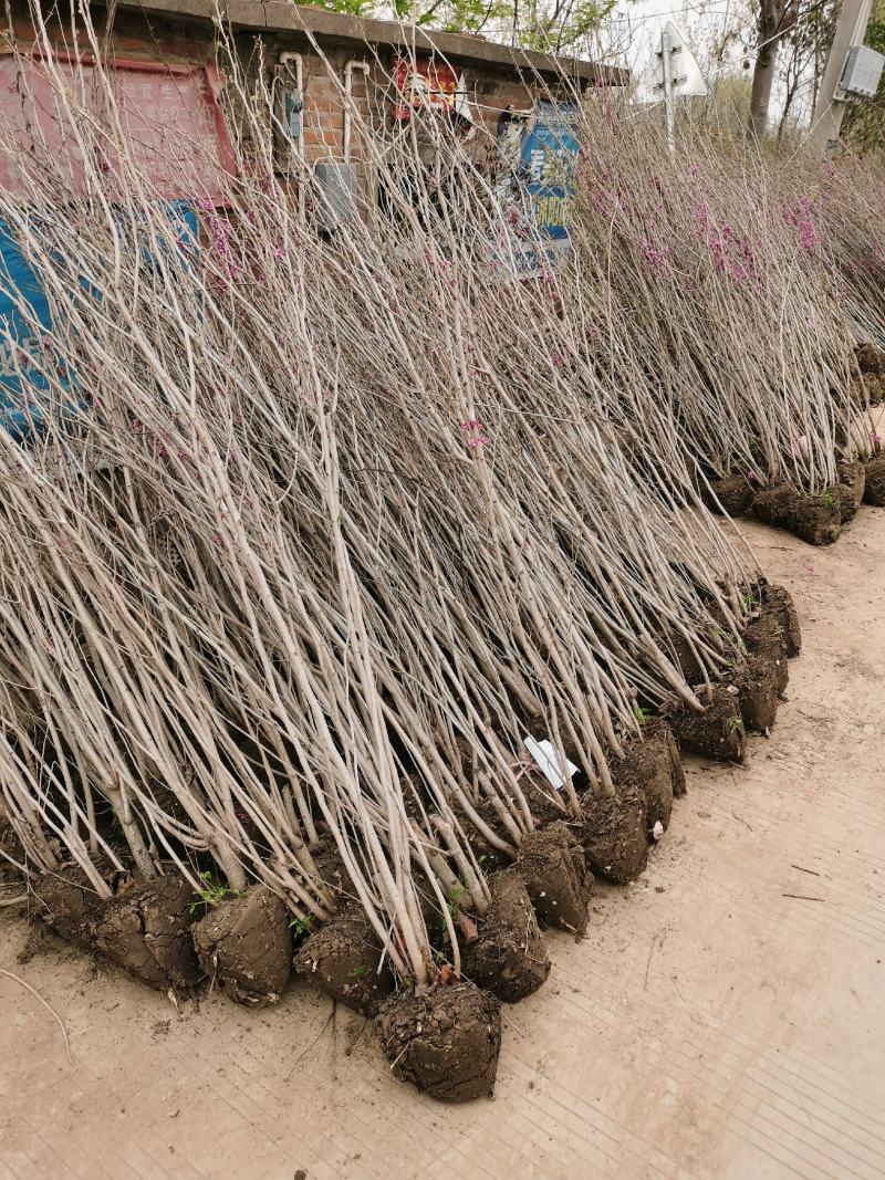 【优选】丛生紫荆1米8高到2米5各种规格丛生紫荆基地批发