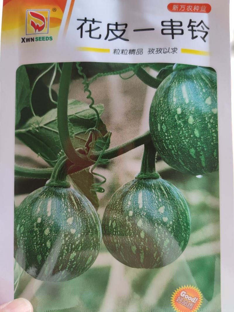 花皮一串铃南瓜种子早熟座瓜率高高产抗病瓜爽脆耐储藏
