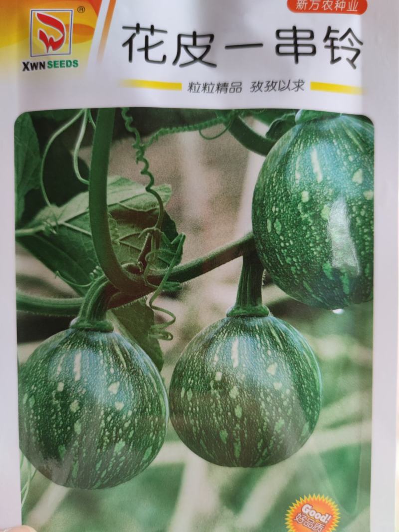 花皮一串铃南瓜种子早熟座瓜率高高产抗病瓜爽脆耐储藏
