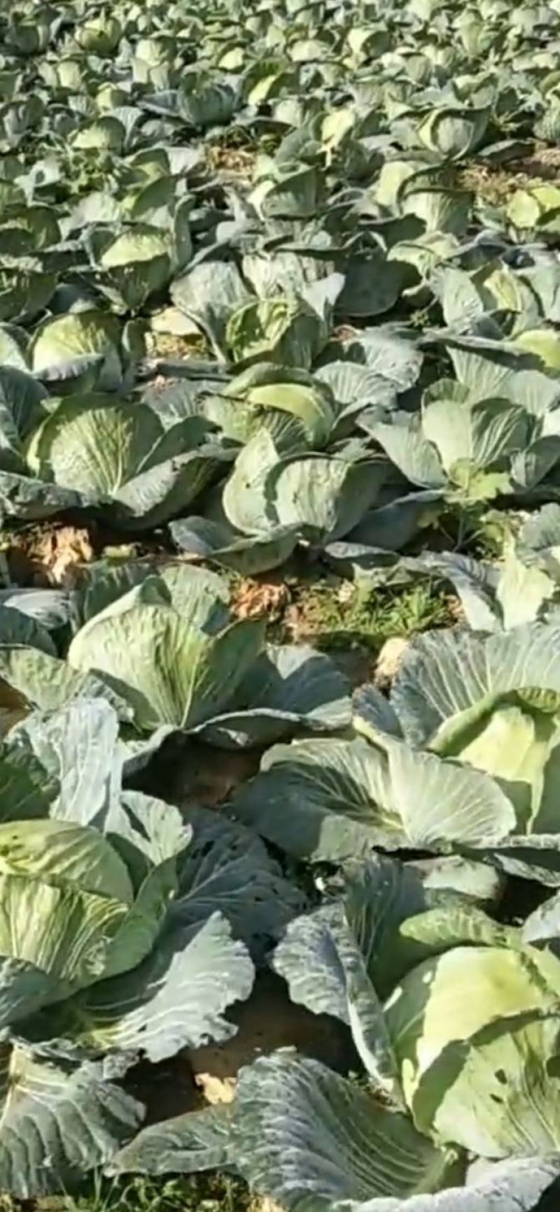 甘肃优质圆包菜基地直供货源充足诚信合作欢迎采购