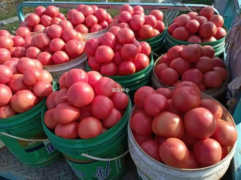 番茄种子大果早春早熟硬粉抗病毒抗裂进口高产