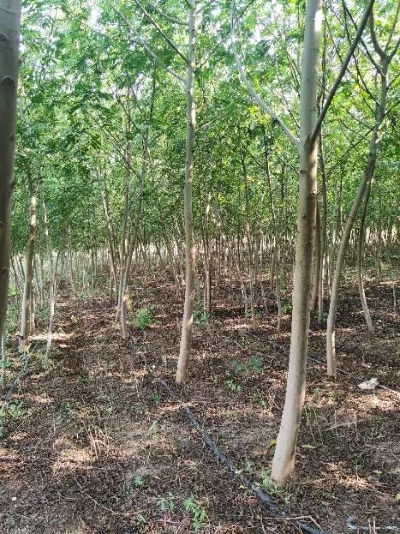 枫杨树苗2公分3公分4公分枫杨树苗基地批发价格