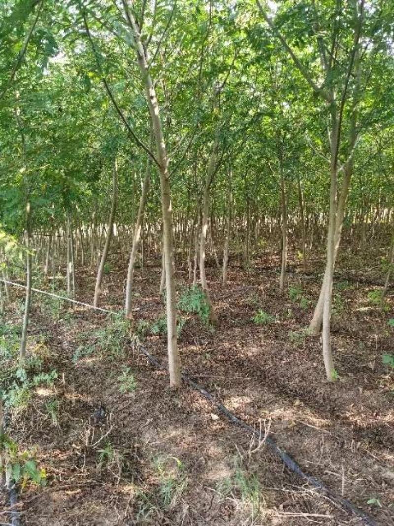 枫杨树苗2公分3公分4公分枫杨树苗基地批发价格