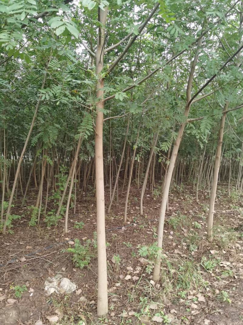 枫杨树苗2公分3公分4公分枫杨树苗基地批发价格