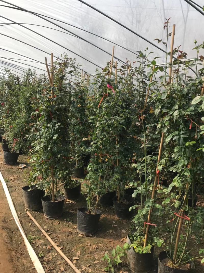 品种月季大花月季基地批发价格杯苗月季基地