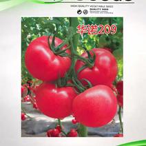 西红柿种子抗寒早熟抗病毒大果耐裂粉果番茄种子