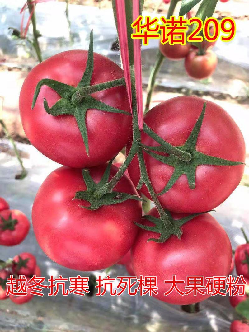 西红柿种子抗寒早熟抗病毒大果耐裂粉果番茄种子