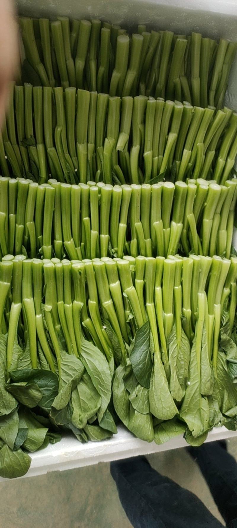 精品湖北菜台甜菜心广东菜心基地长年有货物美价廉
