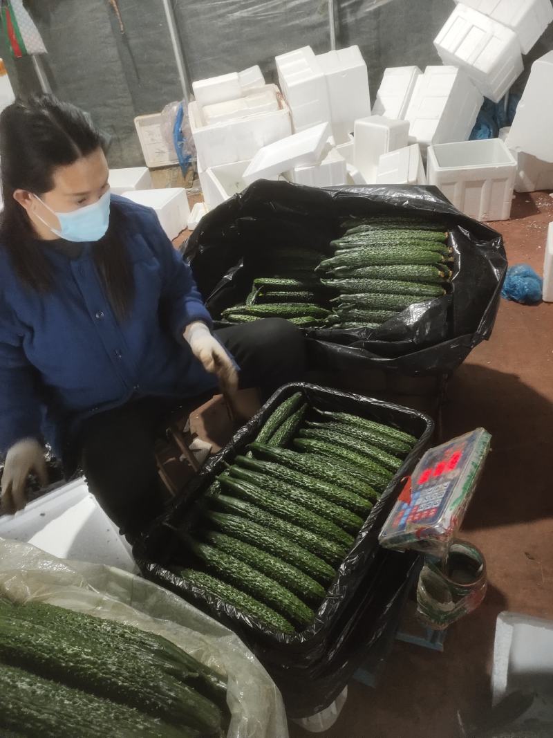 山东精品密刺黄瓜，基地直销，量大从优，货源稳定供应全国