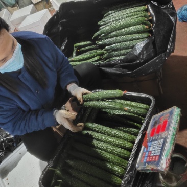 山东精品密刺黄瓜，基地直销，量大从优，货源稳定供应全国