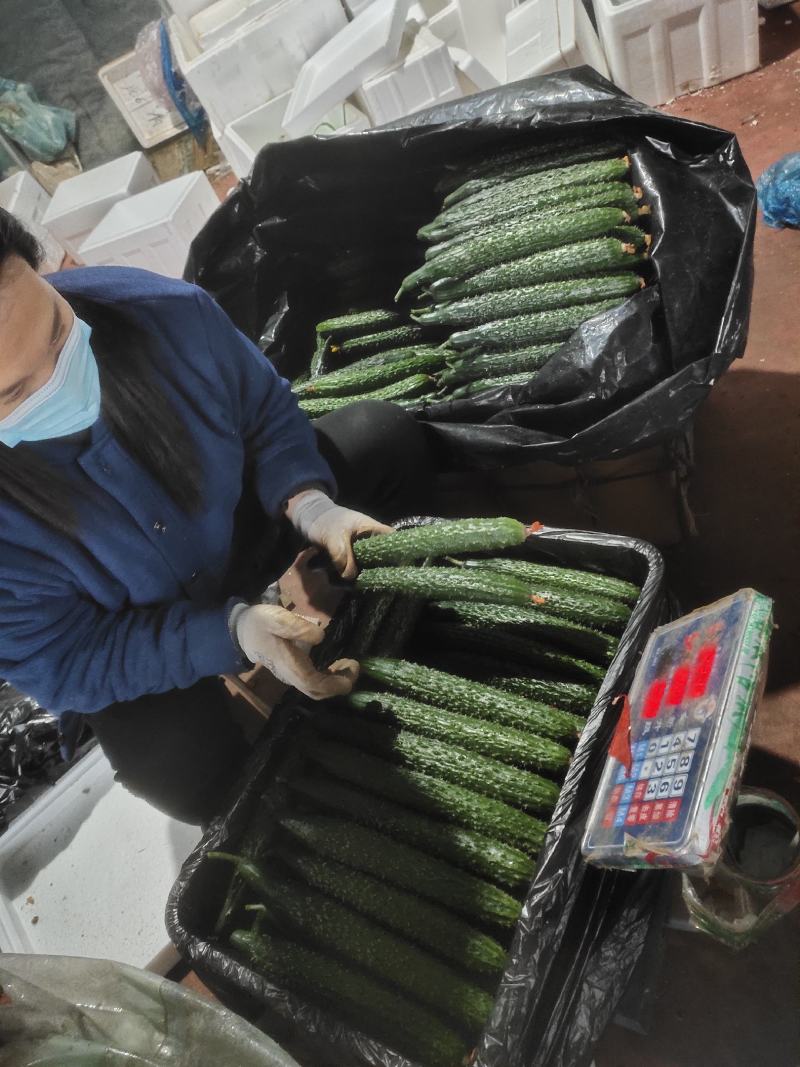山东精品密刺黄瓜，基地直销，量大从优，货源稳定供应全国