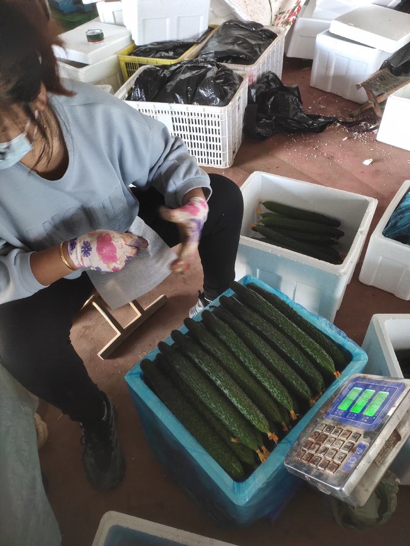 山东精品密刺黄瓜，基地直销，量大从优，货源稳定供应全国
