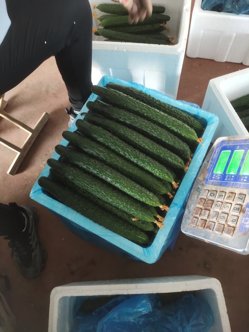 山东精品密刺黄瓜，基地直销，量大从优，货源稳定供应全国
