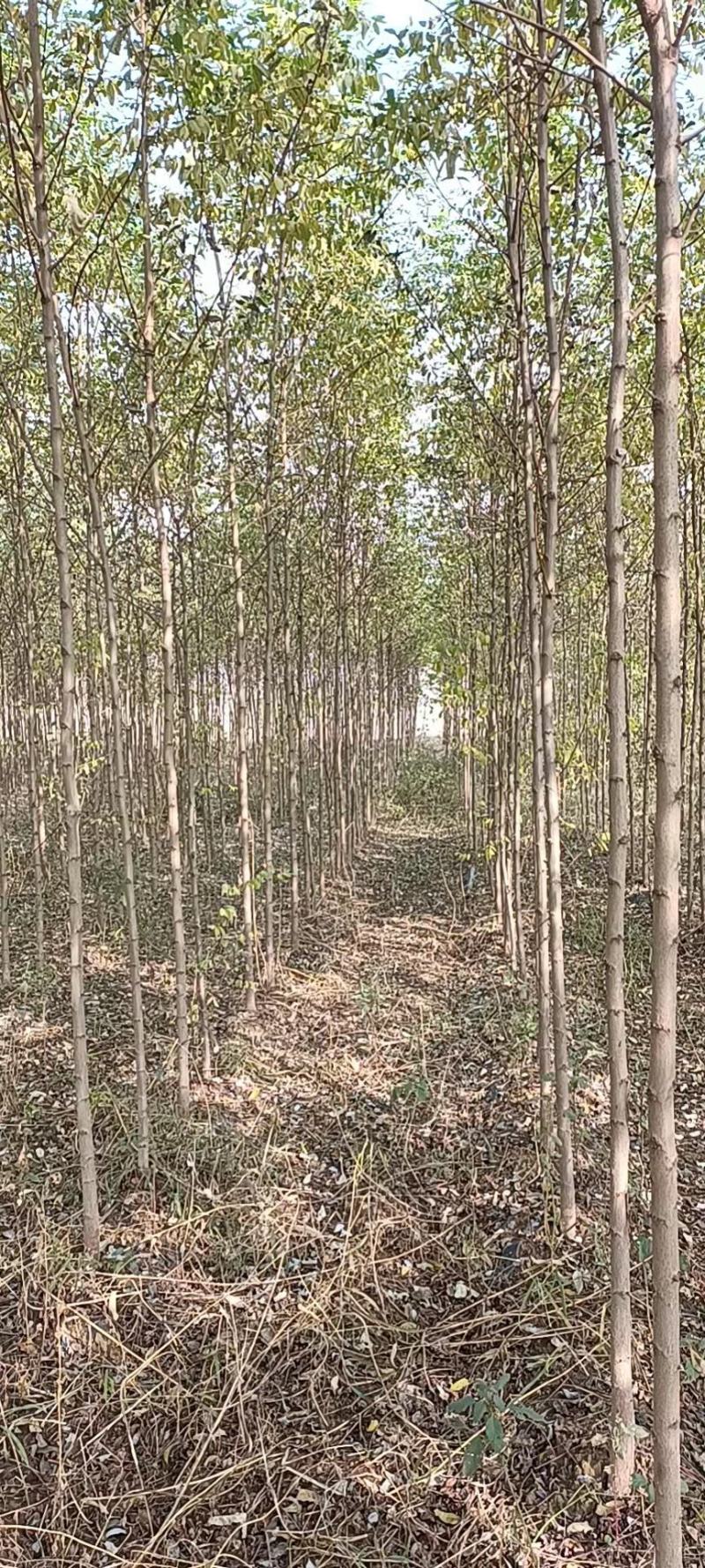 槐树苗车槐小苗，一到三年苗龄