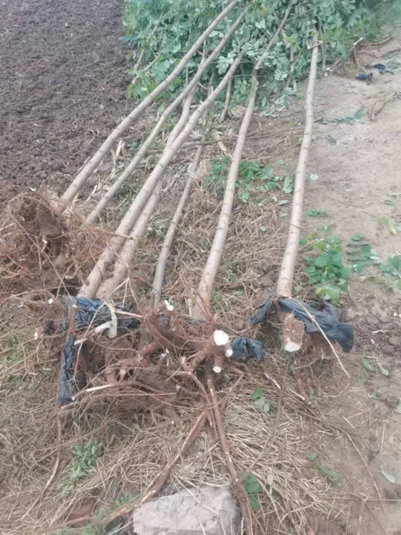 槐树苗车槐小苗，一到三年苗龄
