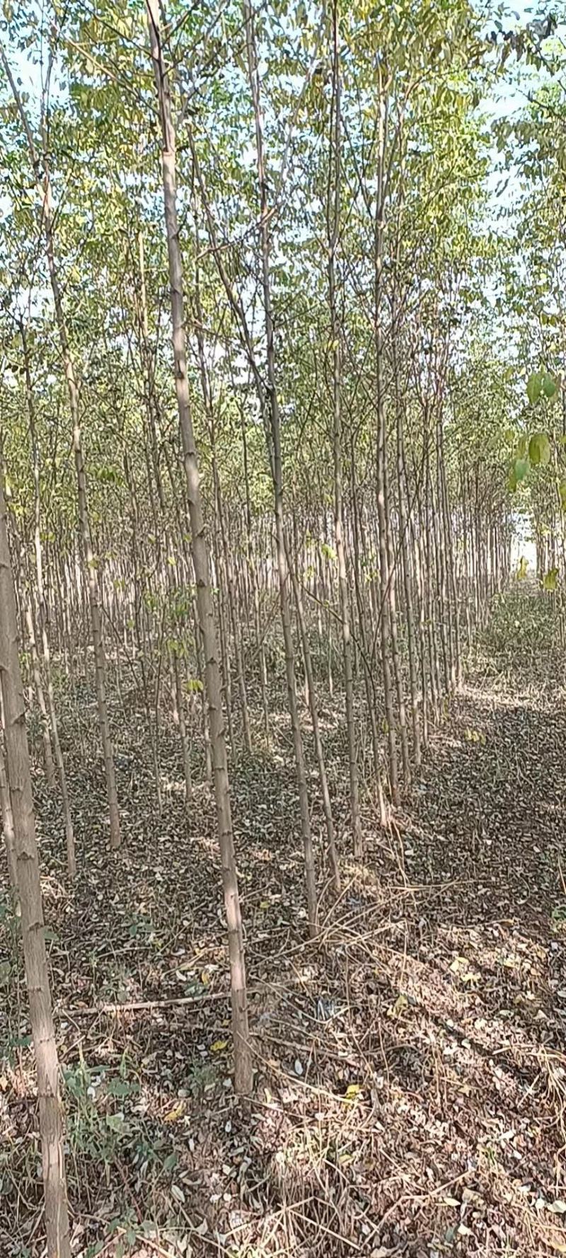 槐树苗车槐小苗，一到三年苗龄