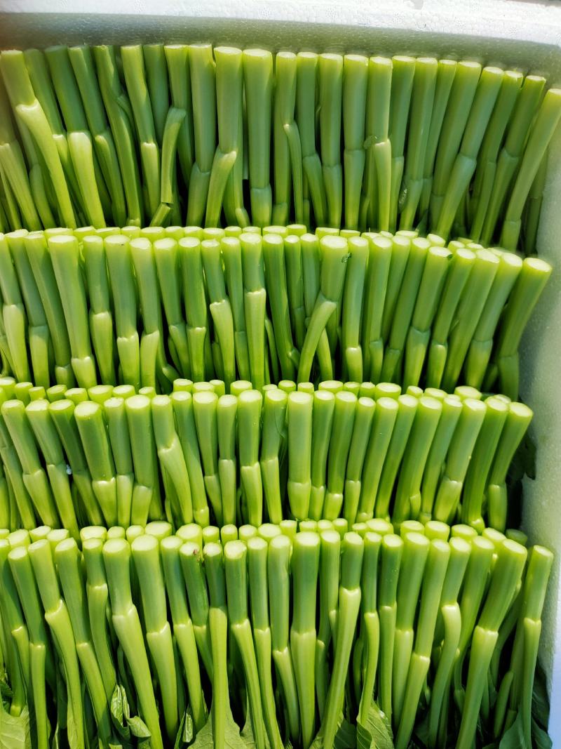 精品湖北菜台甜菜心广东菜心基地长年有货物美价廉