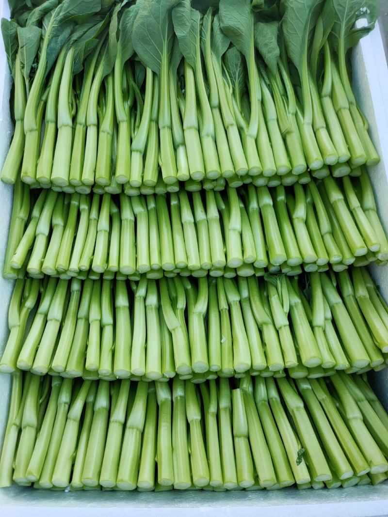 精品湖北菜台甜菜心广东菜心基地长年有货物美价廉