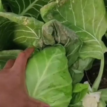 包菜甘兰