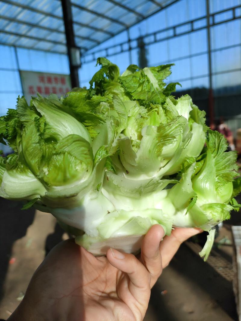 儿菜，多子菜，儿菜头，娃娃菜，代发全国各地，对接电商平台