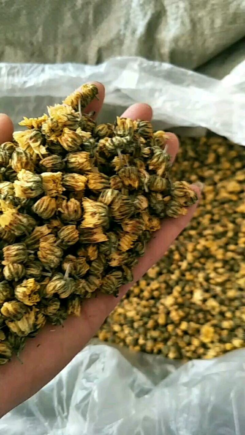 【精选】北京菊朵花，大量出售货量充足量大从优欢迎选