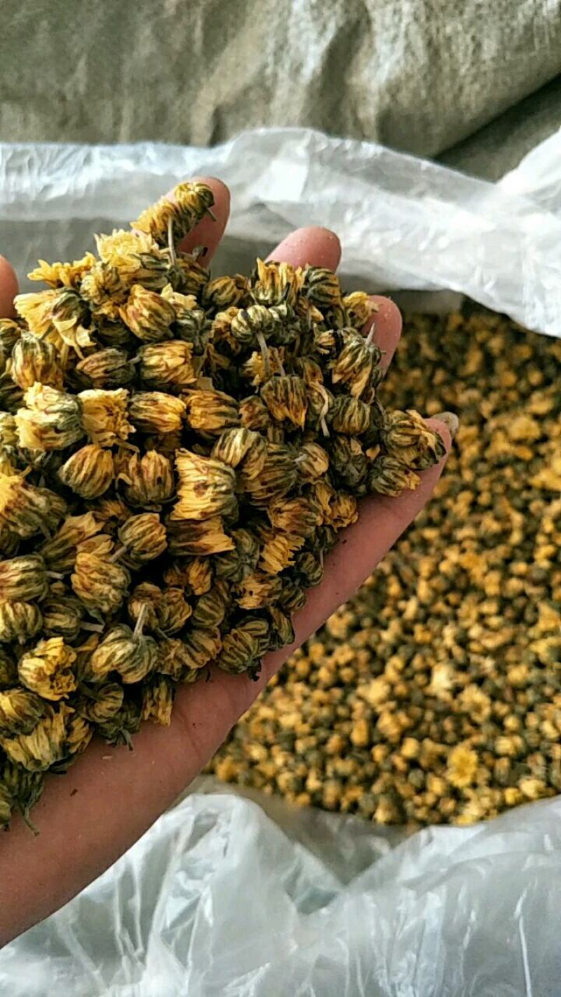 【精选】北京菊朵花，大量出售货量充足量大从优欢迎选