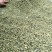 【精选】北京菊朵花，大量出售货量充足量大从优欢迎选