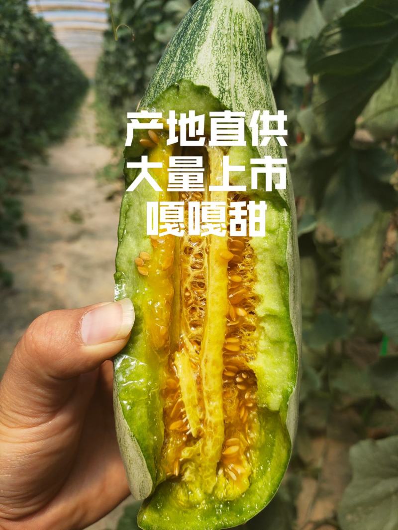 羊角蜜甜瓜，山东羊角蜜甜瓜，诚信代办，全国发货，产地直供