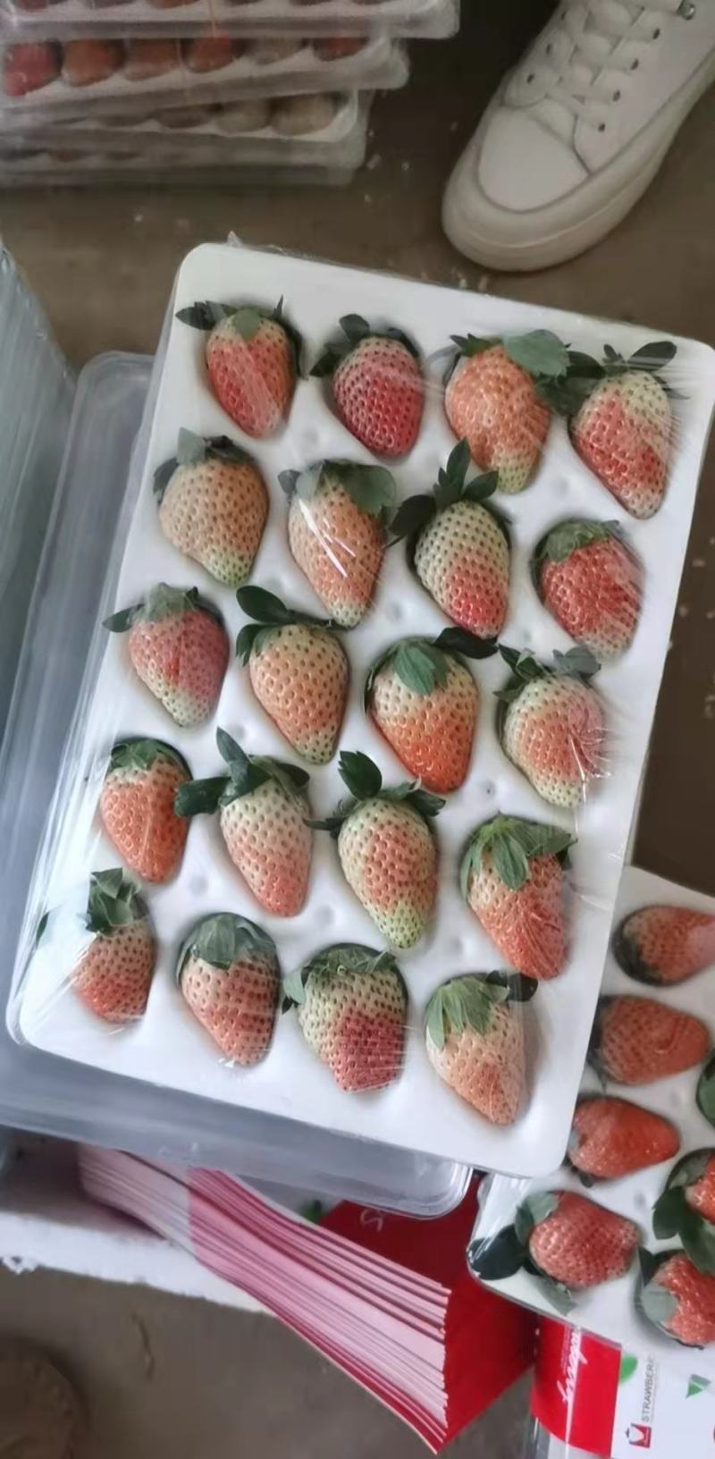 冬草莓，奶油草莓大量上市