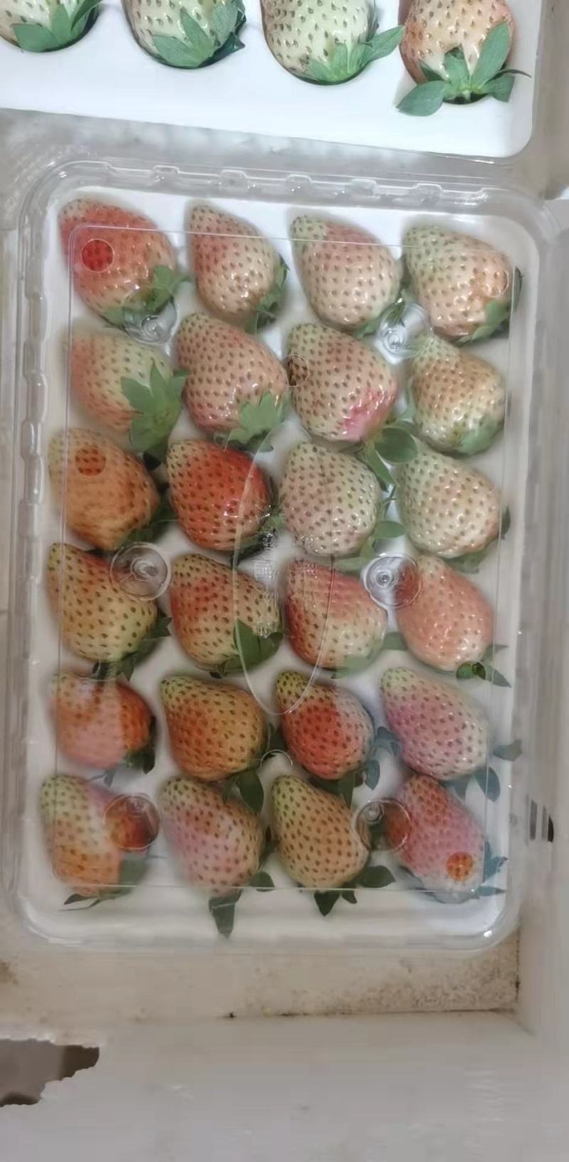 冬草莓，奶油草莓大量上市