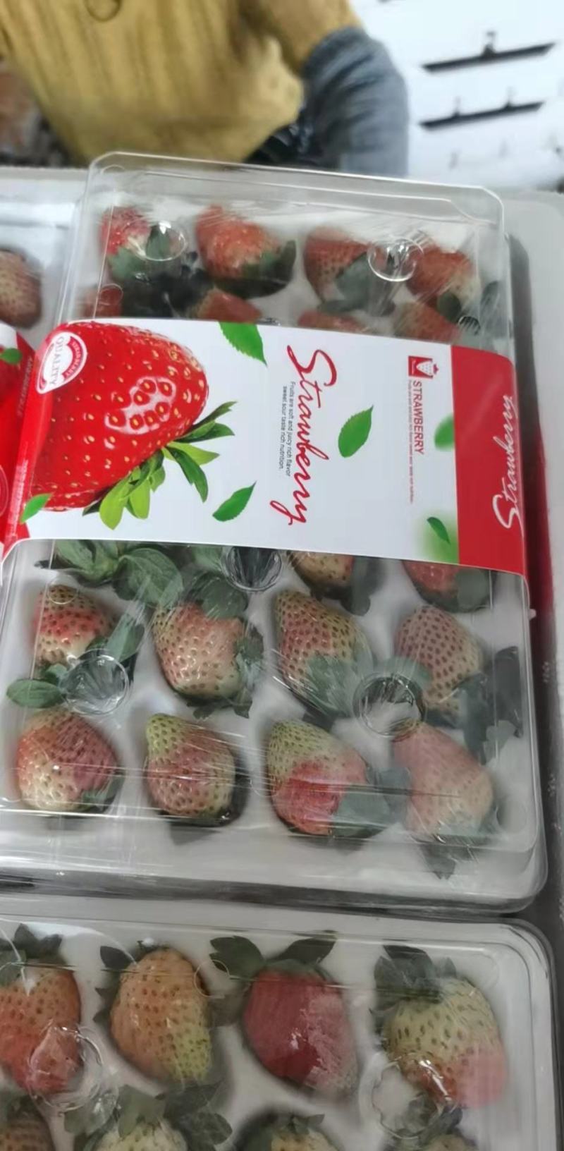 冬草莓，奶油草莓大量上市