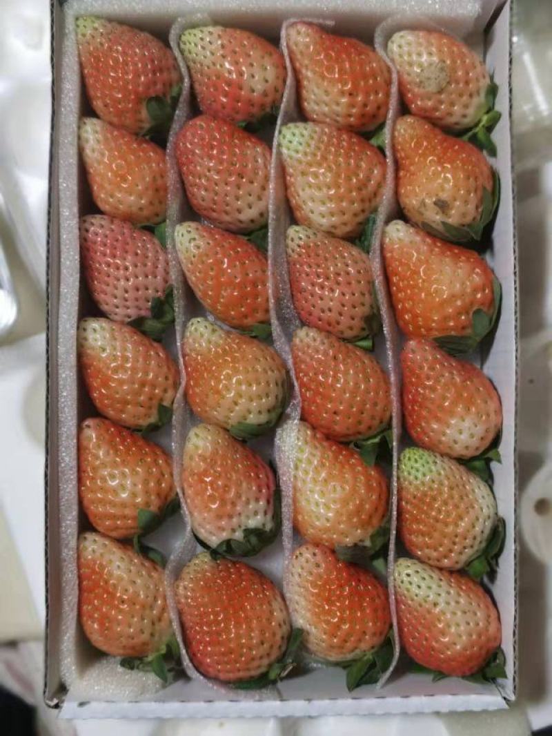 冬草莓，奶油草莓大量上市