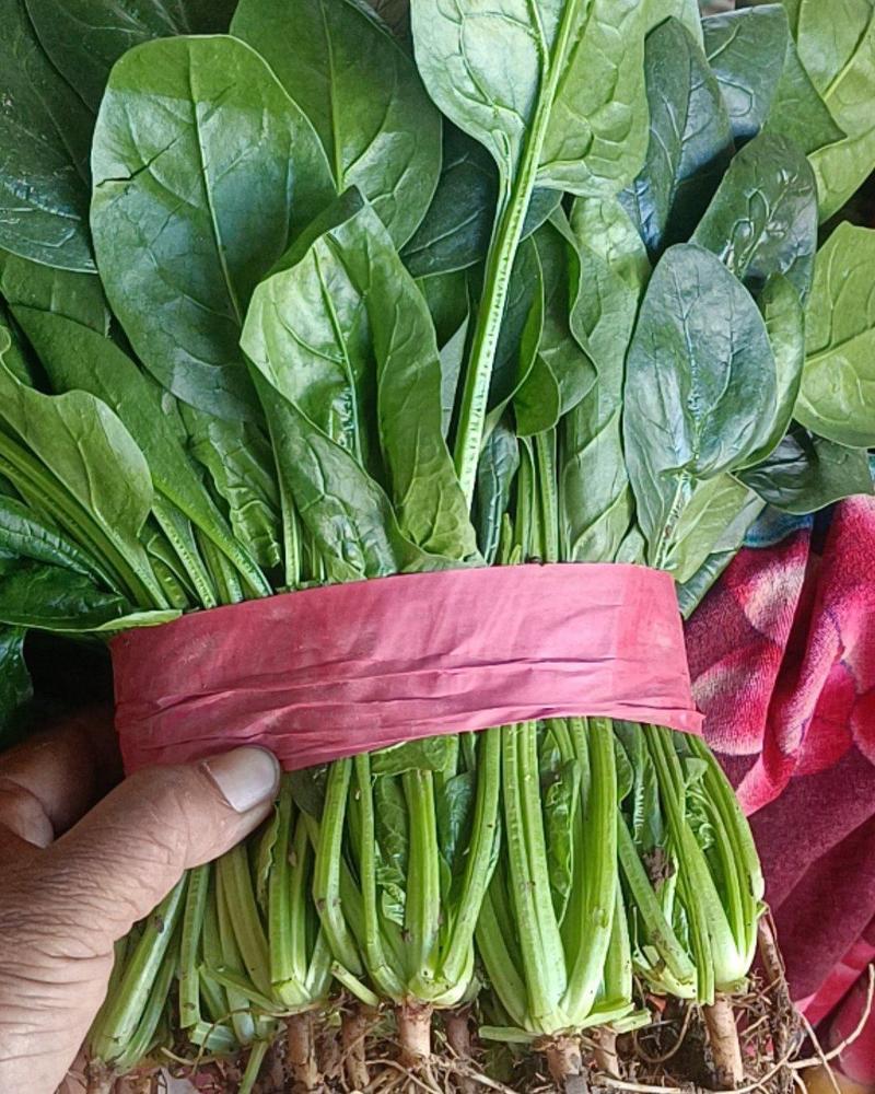 菠菜。颜色深绿，可供山东河南全国各大市场超市