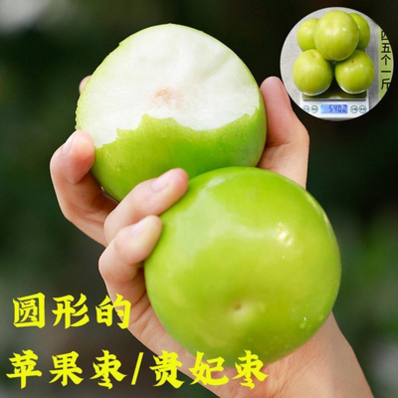 台湾大青枣苗，苹果枣苗，蜜思枣嫁接苗次年结果