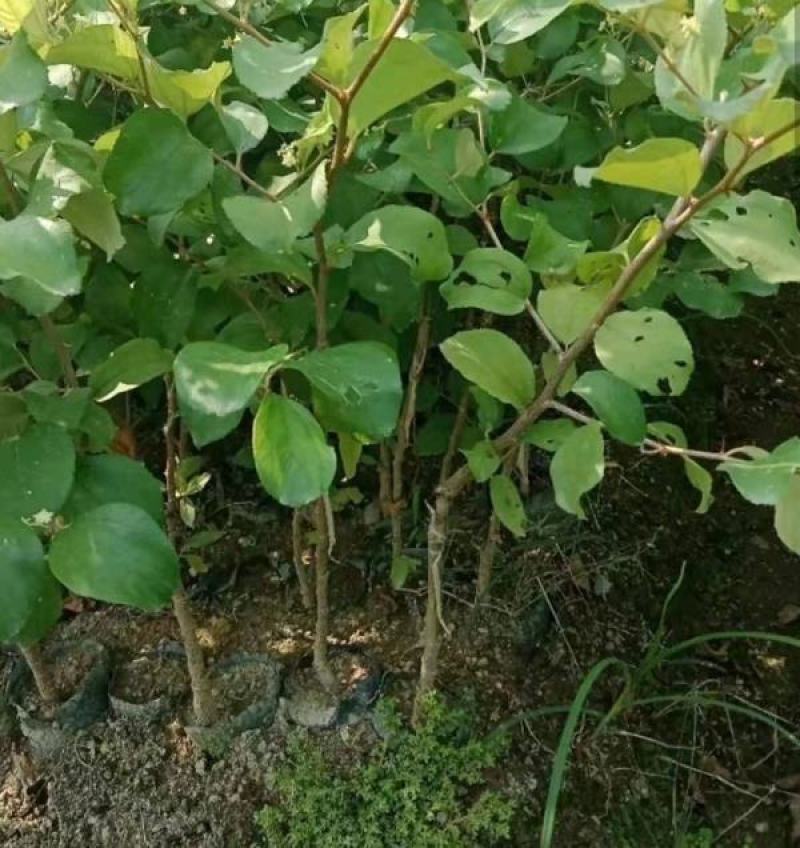 台湾大青枣苗，苹果枣苗，蜜思枣嫁接苗次年结果