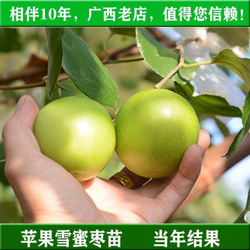 台湾大青枣苗，苹果枣苗，蜜思枣嫁接苗次年结果