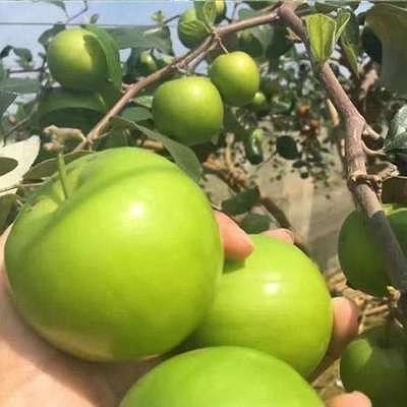 台湾大青枣苗，苹果枣苗，蜜思枣嫁接苗次年结果