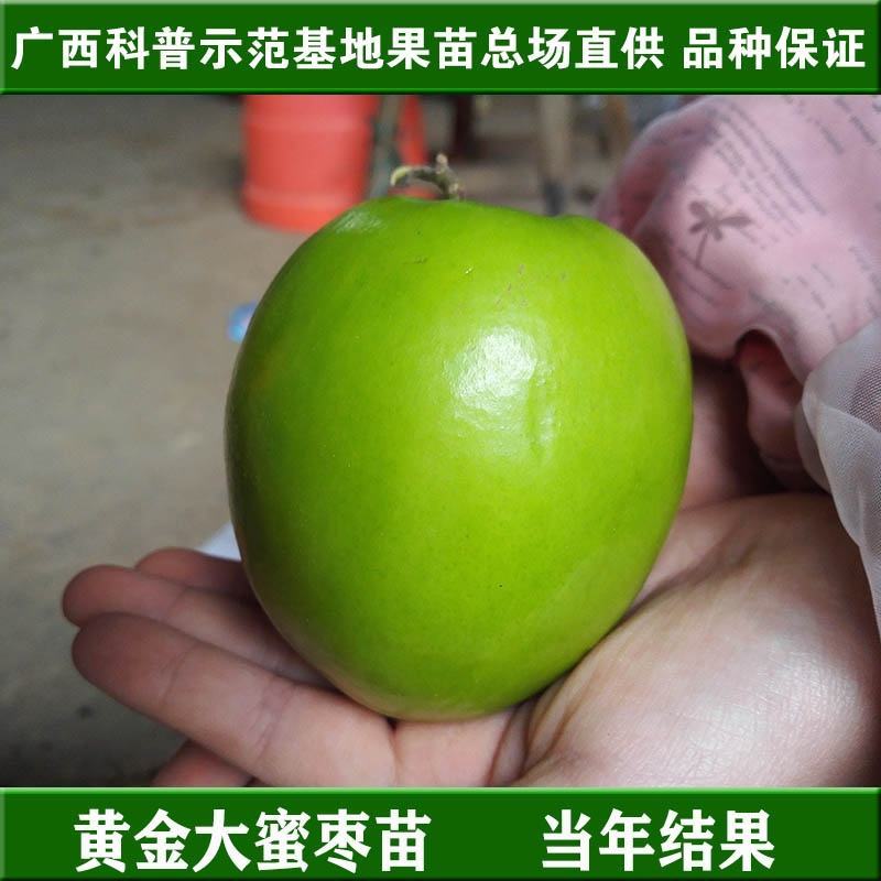 台湾大青枣苗，苹果枣苗，蜜思枣嫁接苗次年结果