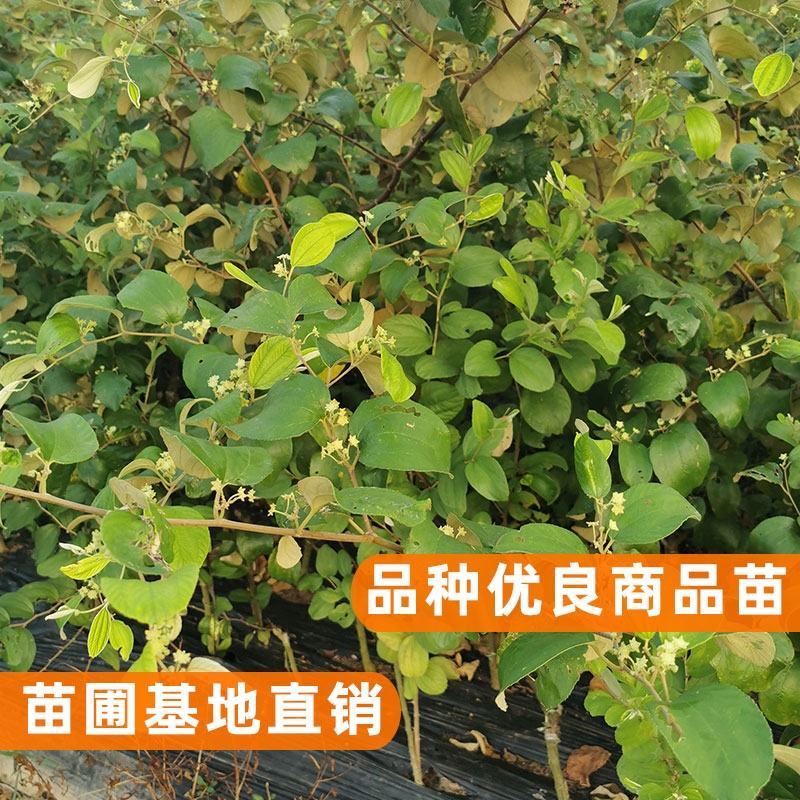 台湾大青枣苗，苹果枣苗，蜜思枣嫁接苗次年结果