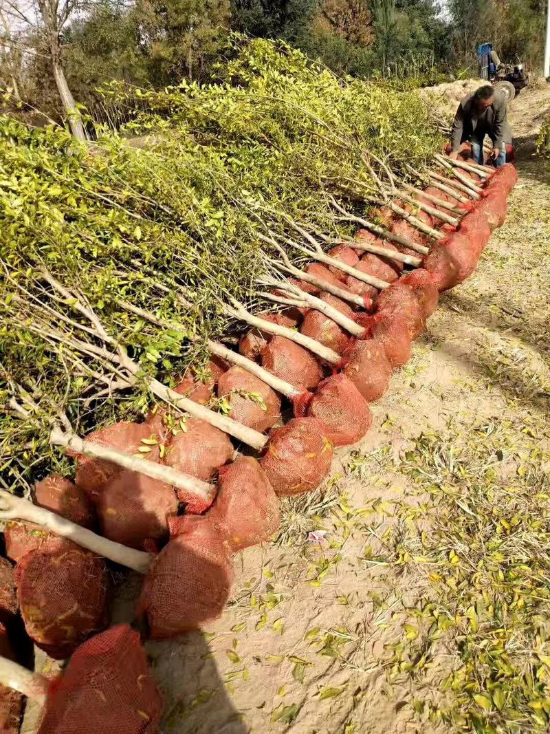 石榴树2~4cm4cm以下2.5~3米石榴树基地价