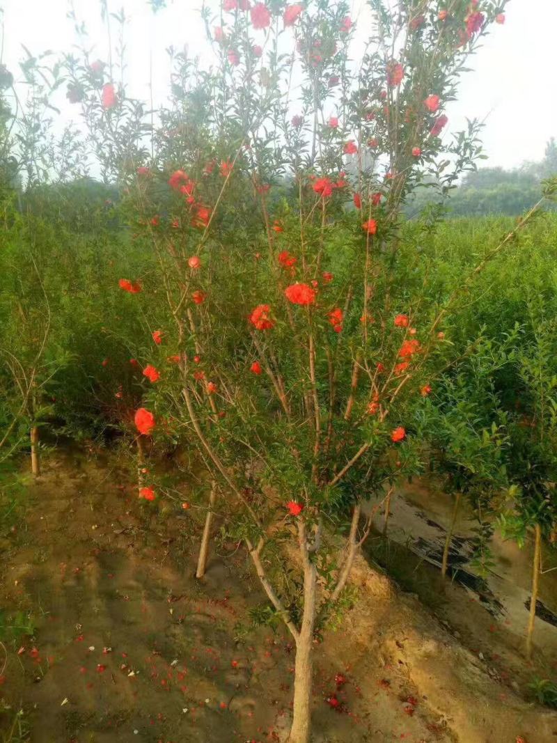 石榴树2~4cm4cm以下2.5~3米石榴树基地价