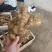 【精品】生姜批发大黄姜生姜产地直发欢迎咨询