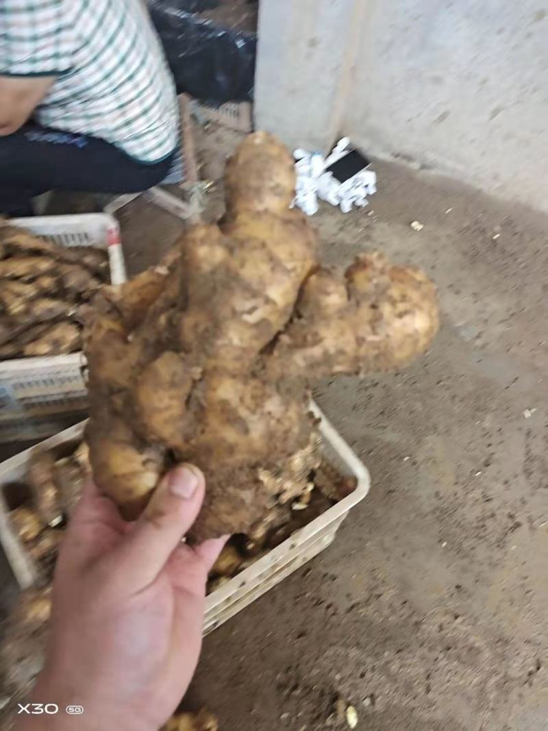 【精品】生姜批发大黄姜生姜产地直发欢迎咨询