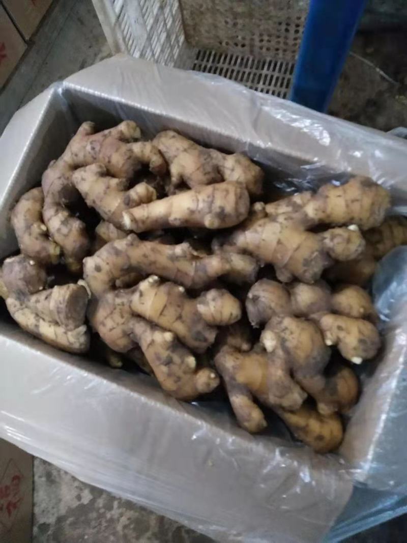 【精品】生姜批发大黄姜生姜产地直发欢迎咨询