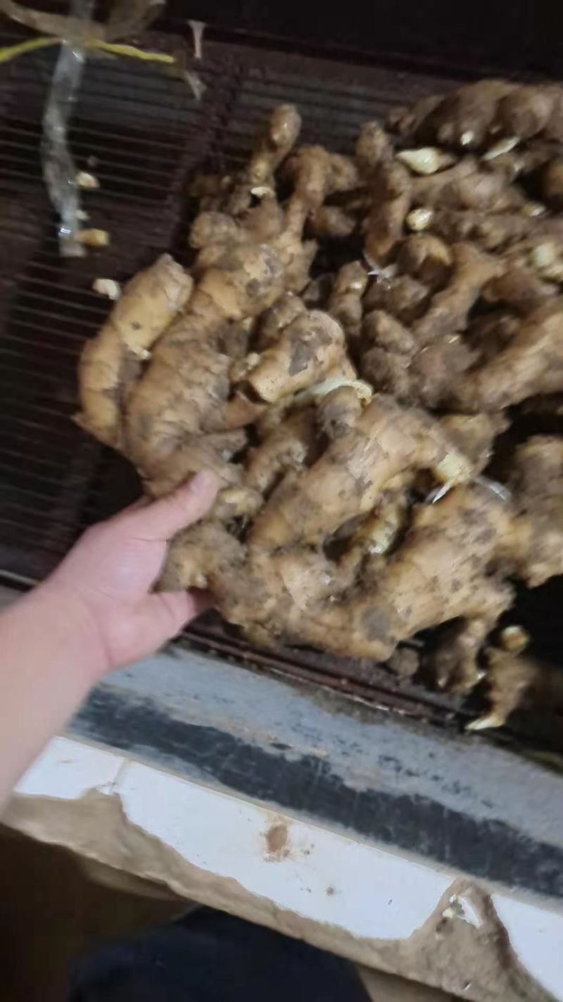 【精品】生姜批发大黄姜生姜产地直发欢迎咨询