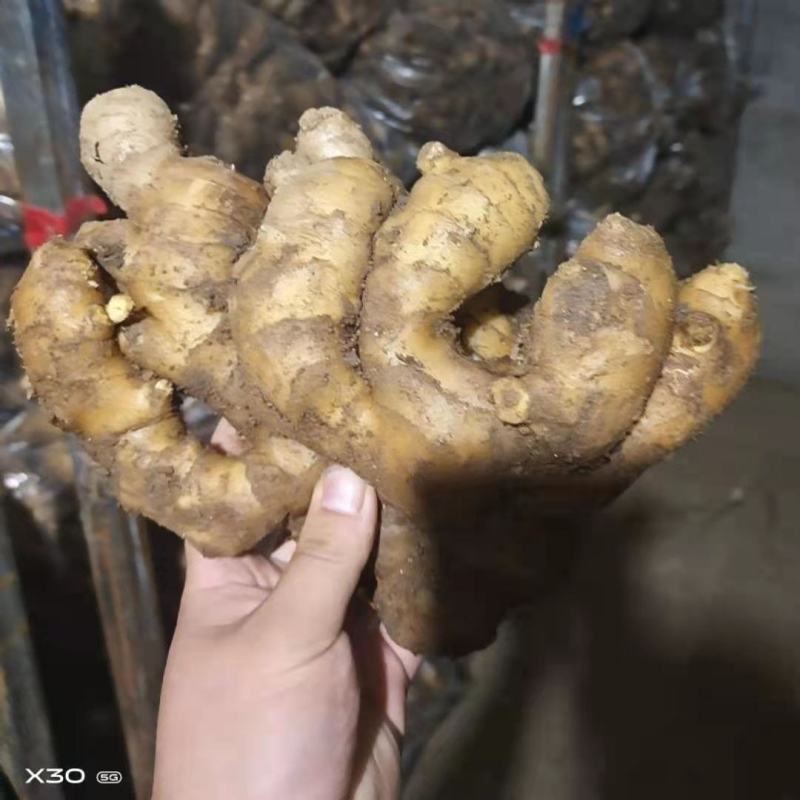【精品】生姜批发大黄姜生姜产地直发欢迎咨询