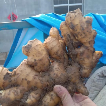【精品】生姜批发大黄姜生姜产地直发欢迎咨询