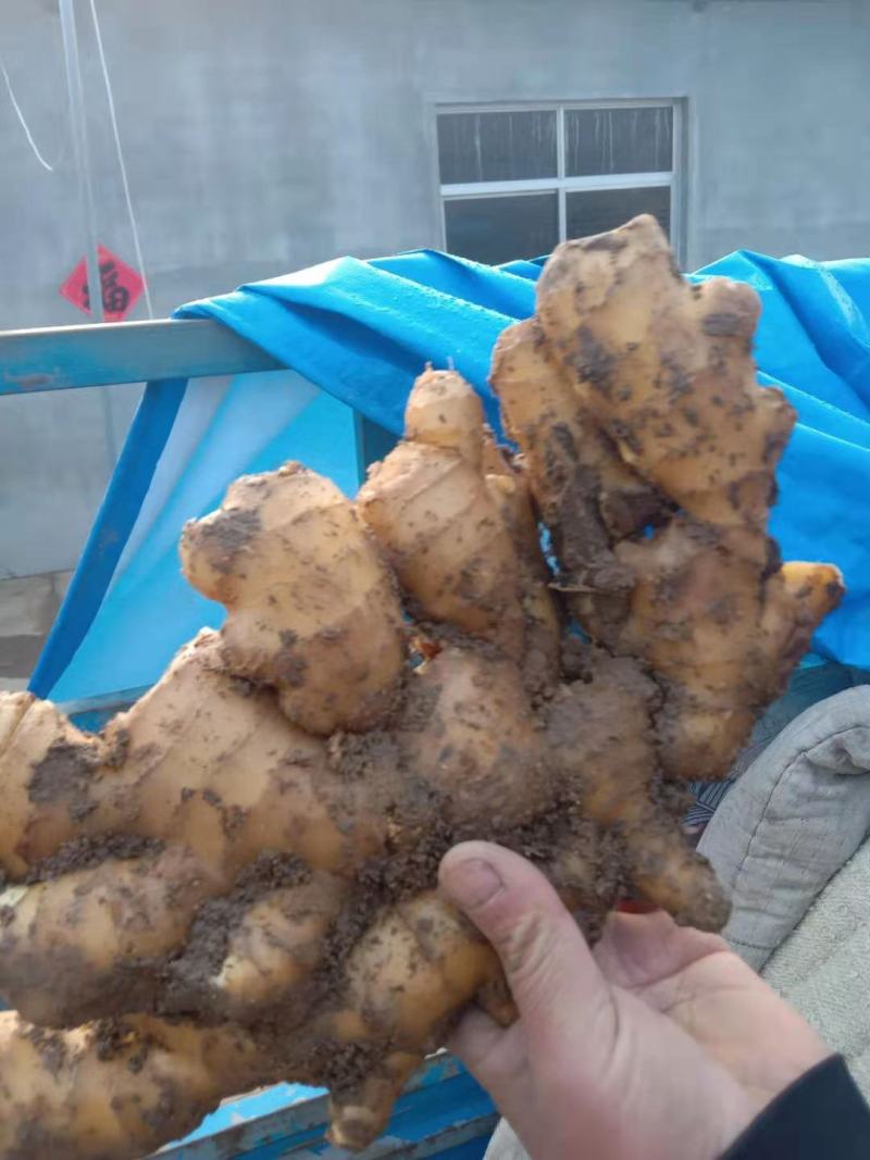 【精品】生姜批发大黄姜生姜产地直发欢迎咨询