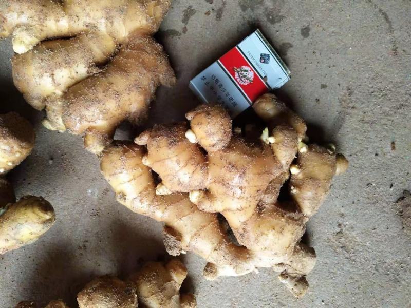 【精品】生姜批发大黄姜生姜产地直发欢迎咨询