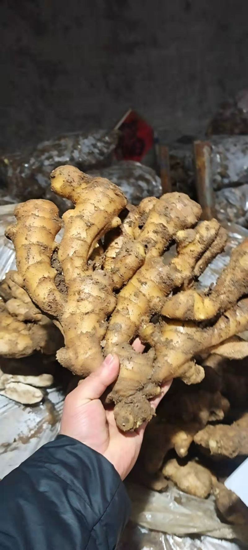 【精品】生姜批发大黄姜生姜产地直发欢迎咨询